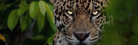 aliicecrf's profile banner image