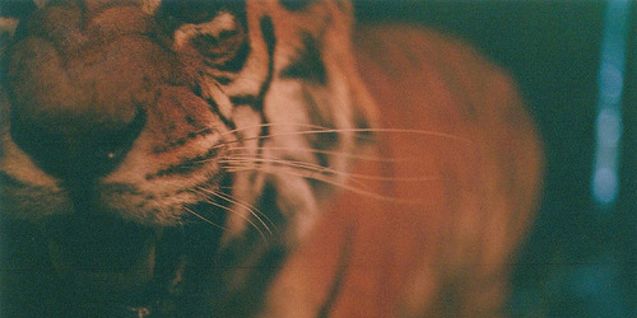 luisafeernandaa's profile banner image