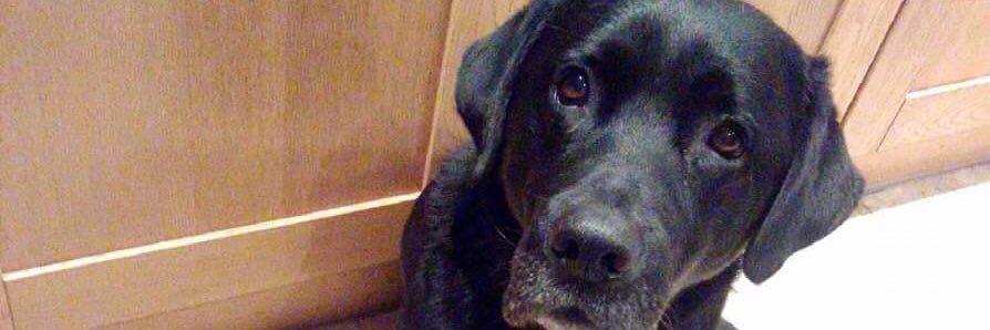 Ryan Maughan 🦏 banner