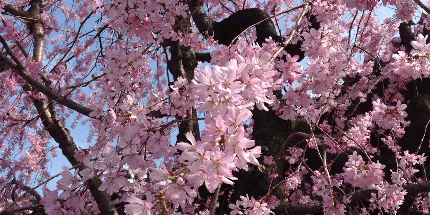 mayi_zo's profile banner image