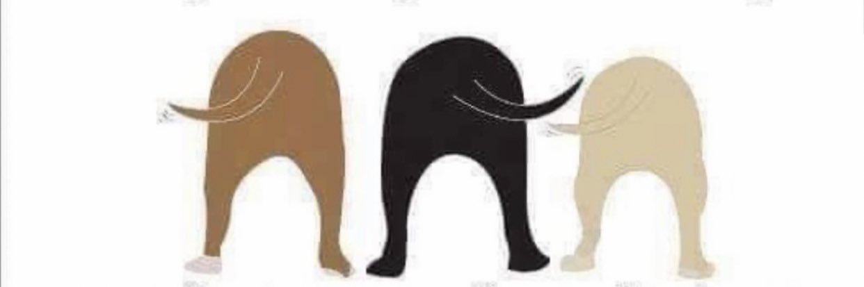 northerner Volkan banner