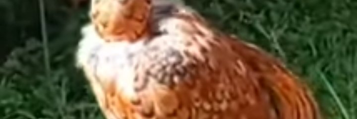 raulmarcano2012's profile banner image