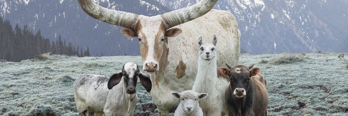 𝕵𝖔𝖑𝖑𝖞 𝕽𝖔𝖌𝖊𝖗 banner