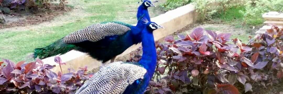 White Way World banner