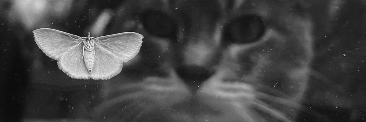 seevom's profile banner image