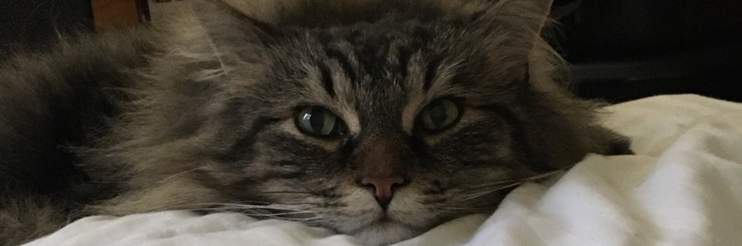 peachy_beans's profile banner image