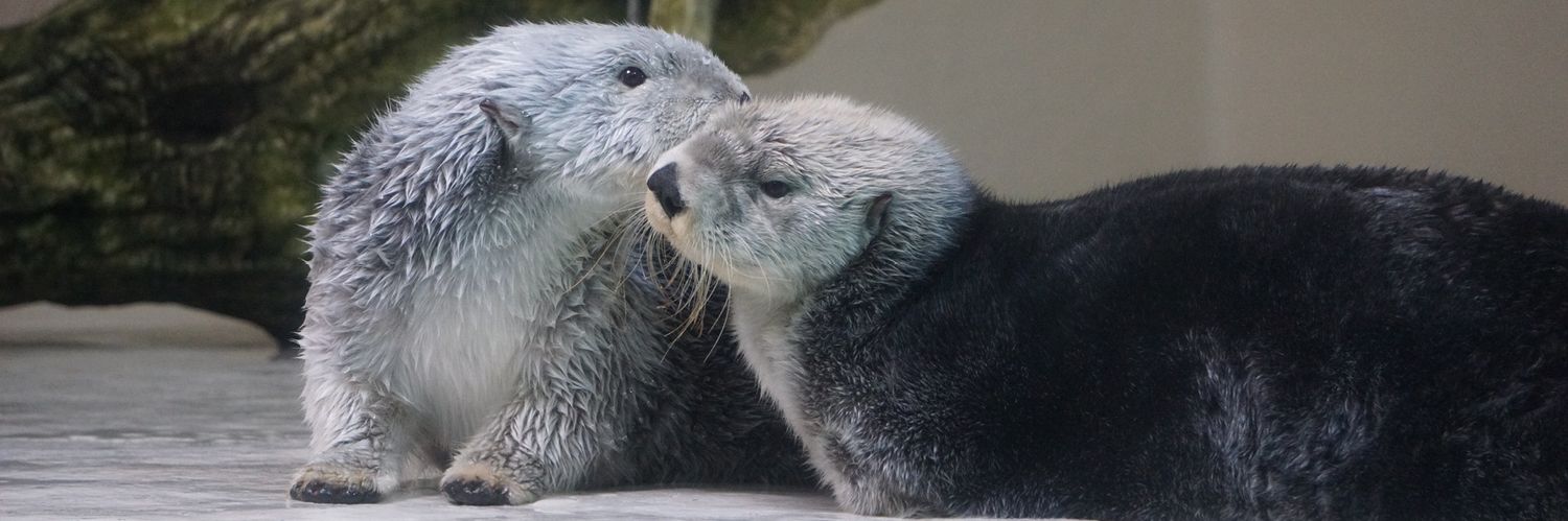 シロノワール banner