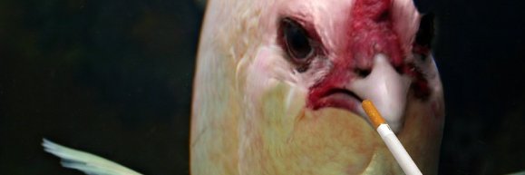 Fish Smoking Chicken banner