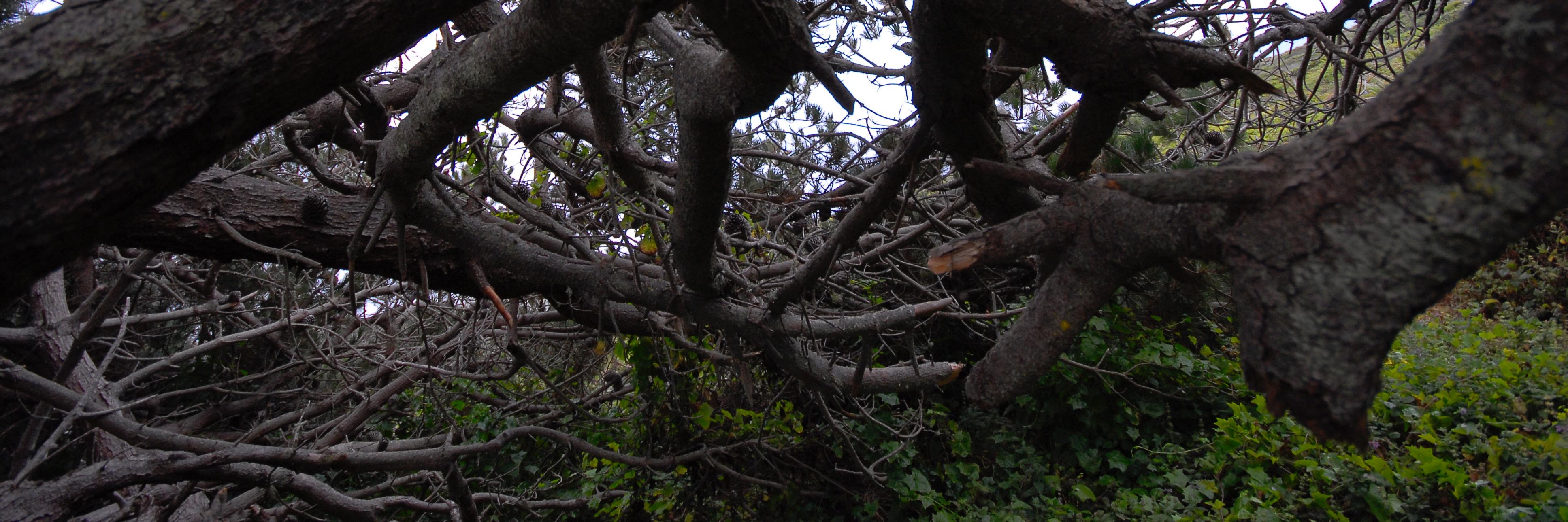 Kyle C. Smith banner