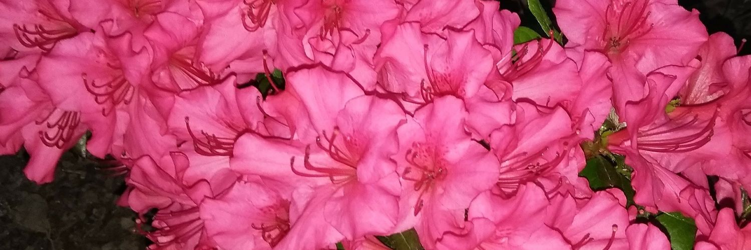 t_bear212000's profile banner image