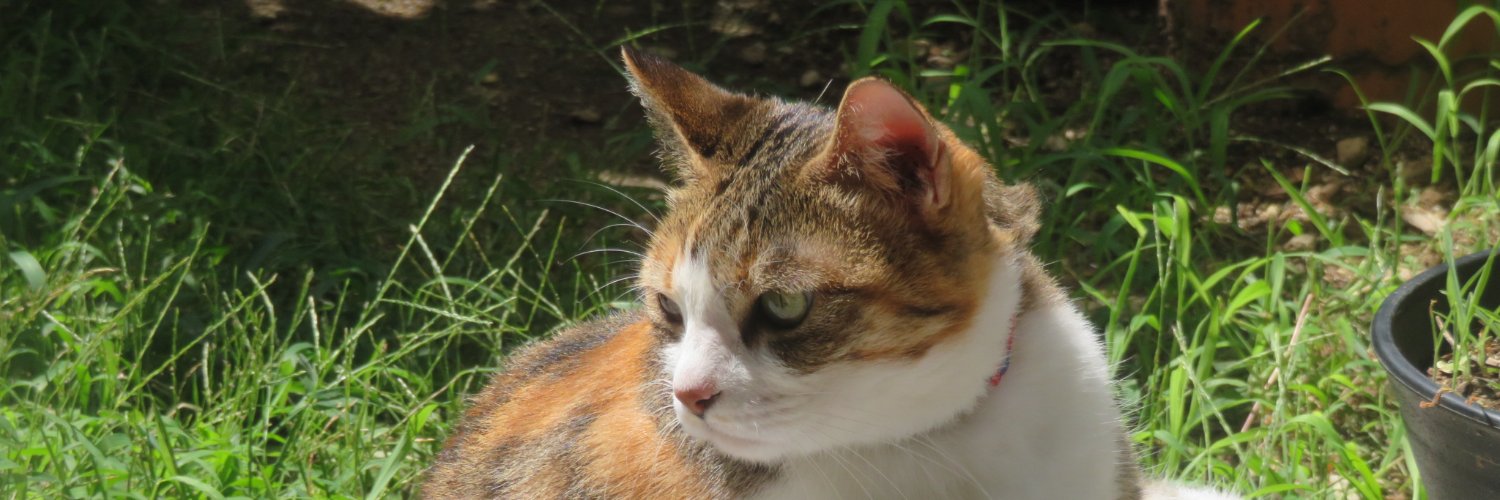 korogenki's profile banner image