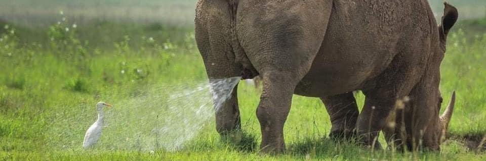 Ali Adolf Mollahchon banner