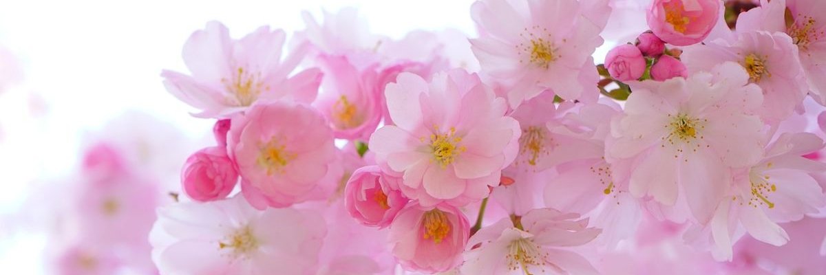 PHD2222's profile banner image