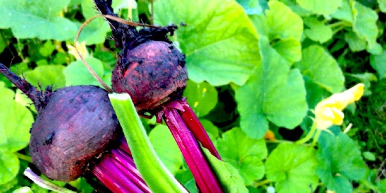 Foodiegarden's profile banner image