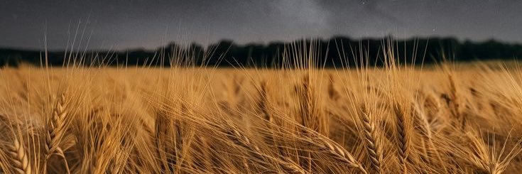 ilkem Umutlu banner