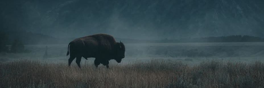 Adam Steen 🦬🍄🪔 banner