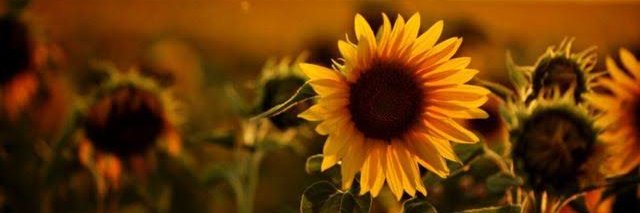 _emycole's profile banner image