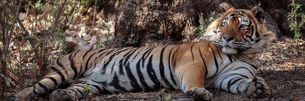 Tigermike1606 Profile Banner
