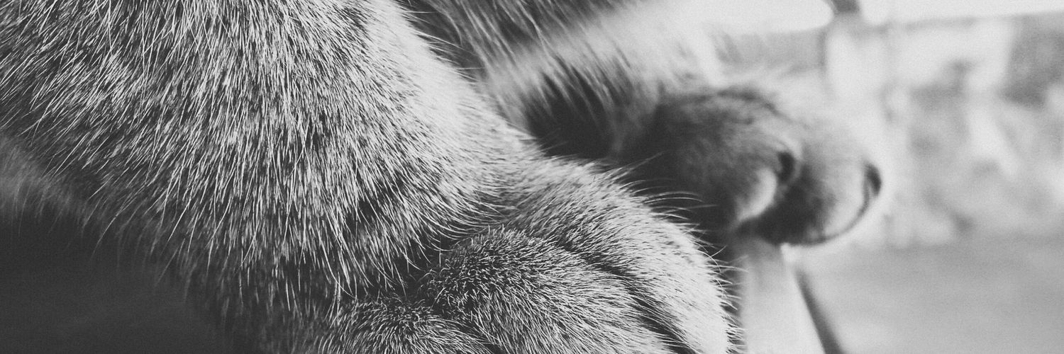 ValeACV's profile banner image