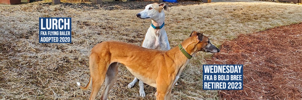 SEGC/SEGA Greyhounds banner