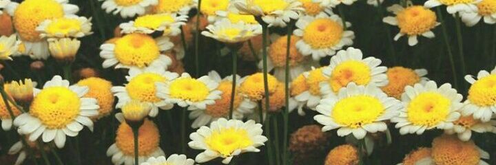 AnnaKarolinavia's profile banner image