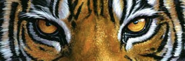 MIZCoachGolan Profile Banner