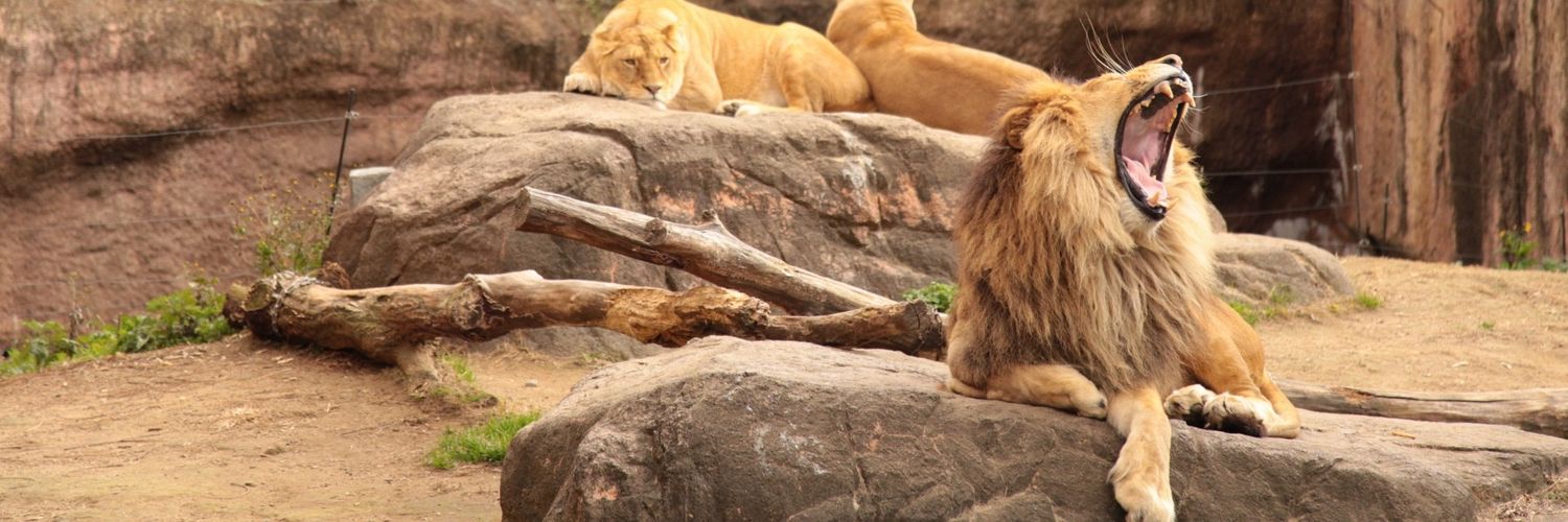 まこっちゃん@ぱんとも banner