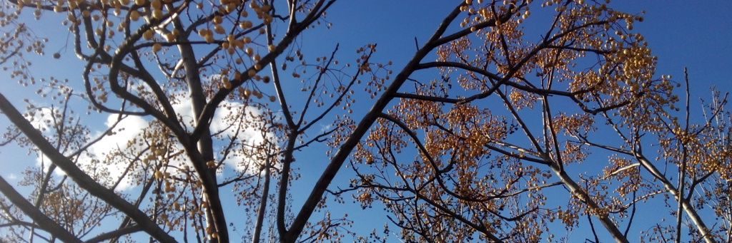 vicesmar's profile banner image