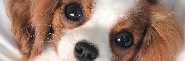 Littlebear_GG's profile banner image