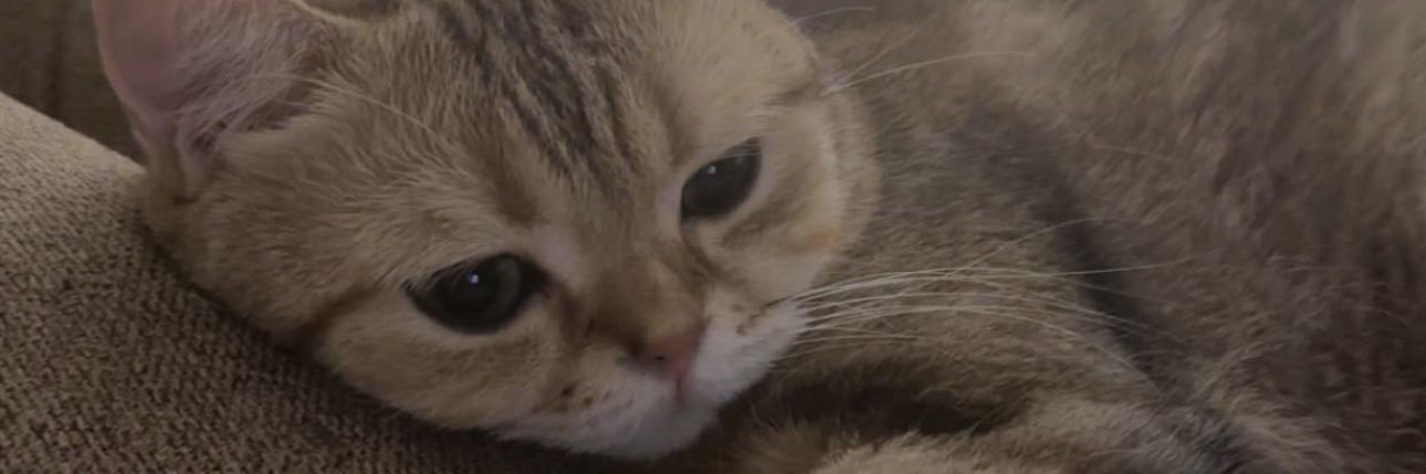 iGhaith8's profile banner image