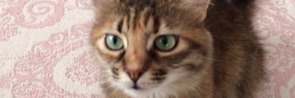 peraslan's profile banner image