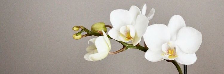larizab's profile banner image