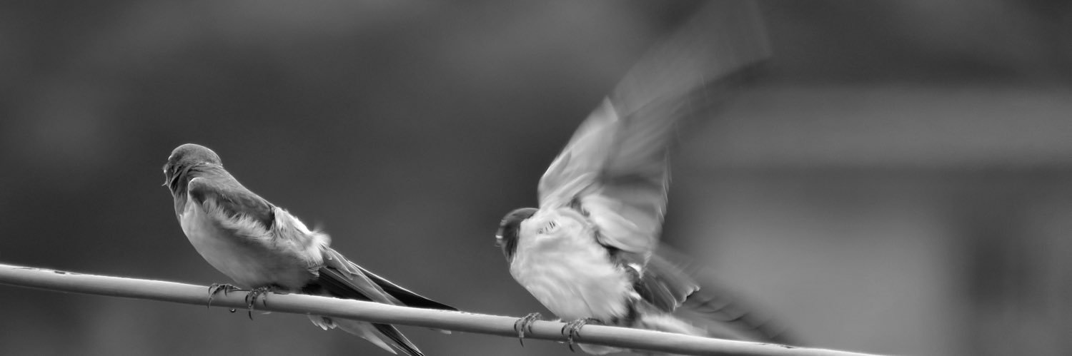 MonicaSpoti's profile banner image