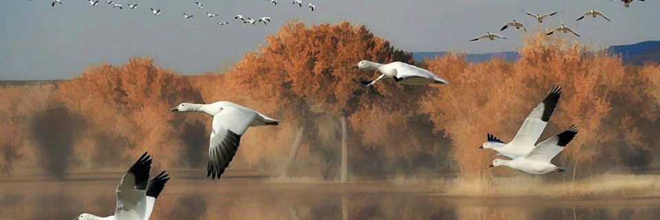 Samir Hatipoğlu banner