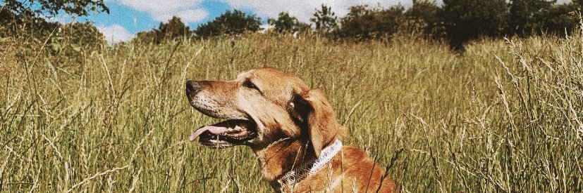 indiahague's profile banner image