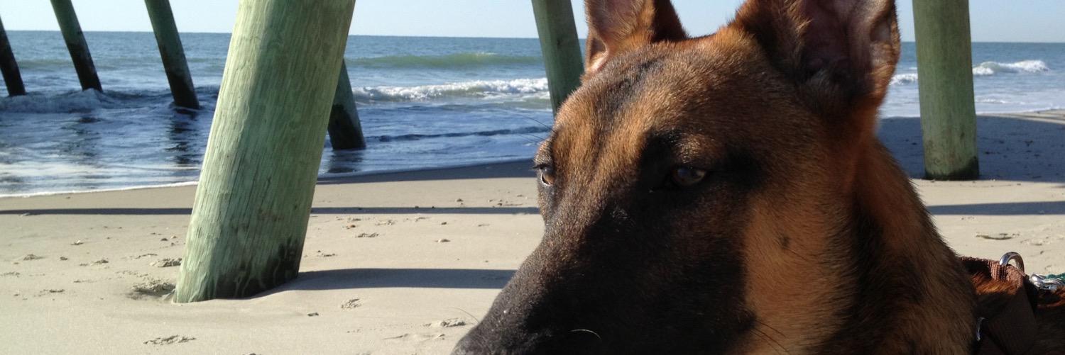 dreamdogz's profile banner image