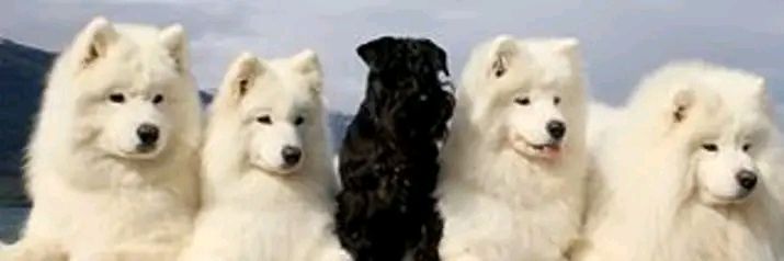 🇻🇪Brando banner