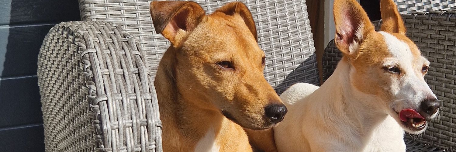 joortje1963's profile banner image
