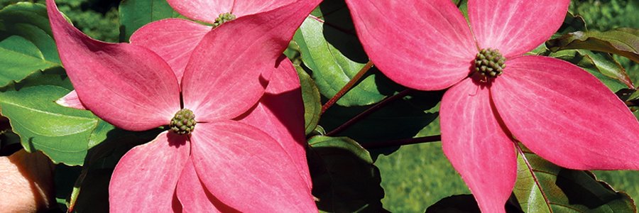 TheCatsOasis's profile banner image