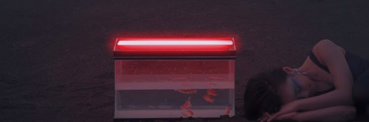 alynflf_'s profile banner image