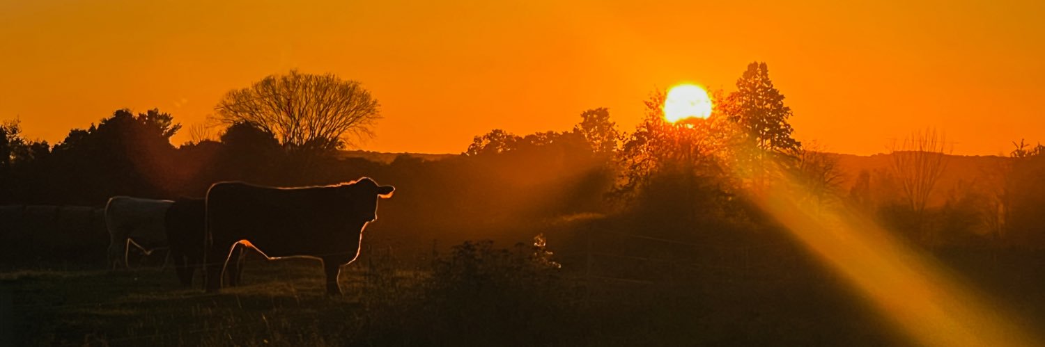 _sophlapointe_'s profile banner image