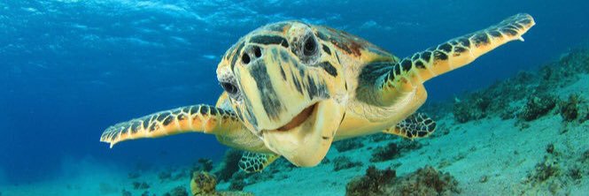 DanceSeaTurtle's profile banner image