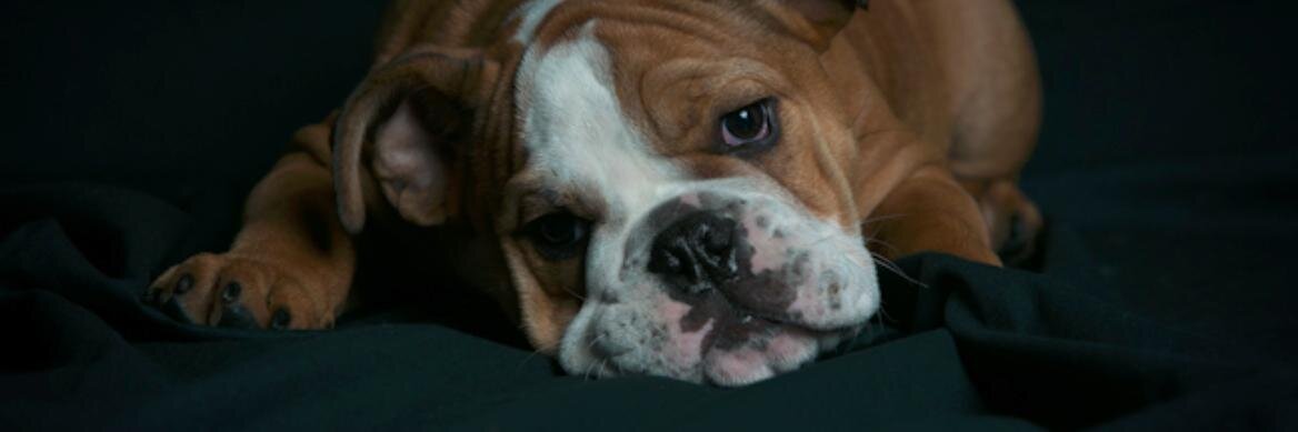 Heather Harrsion banner