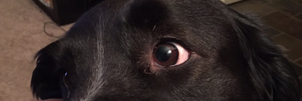 realpetergriffn's profile banner image