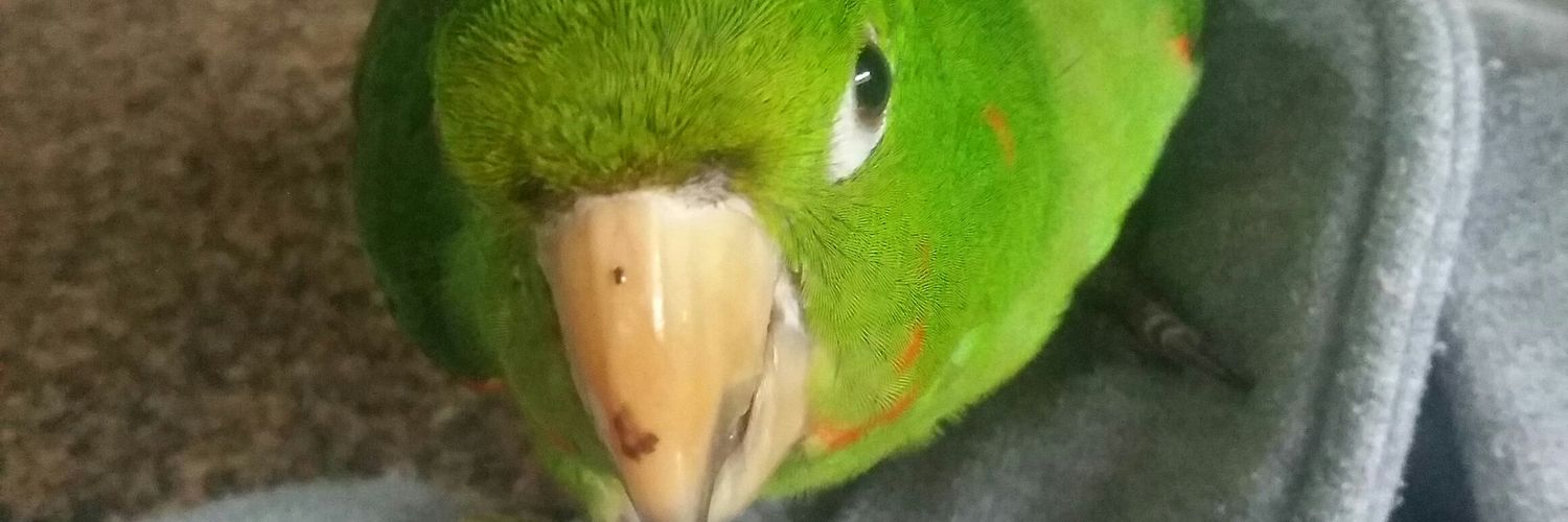 AnjosRocha2's profile banner image