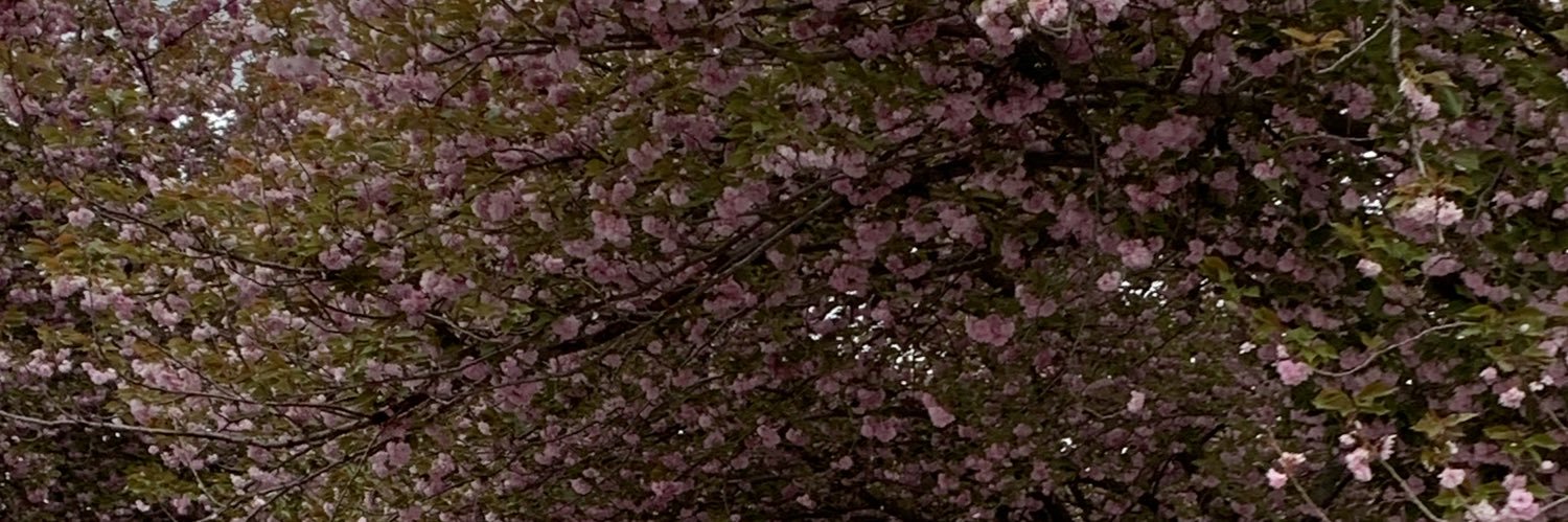 pharn02's profile banner image