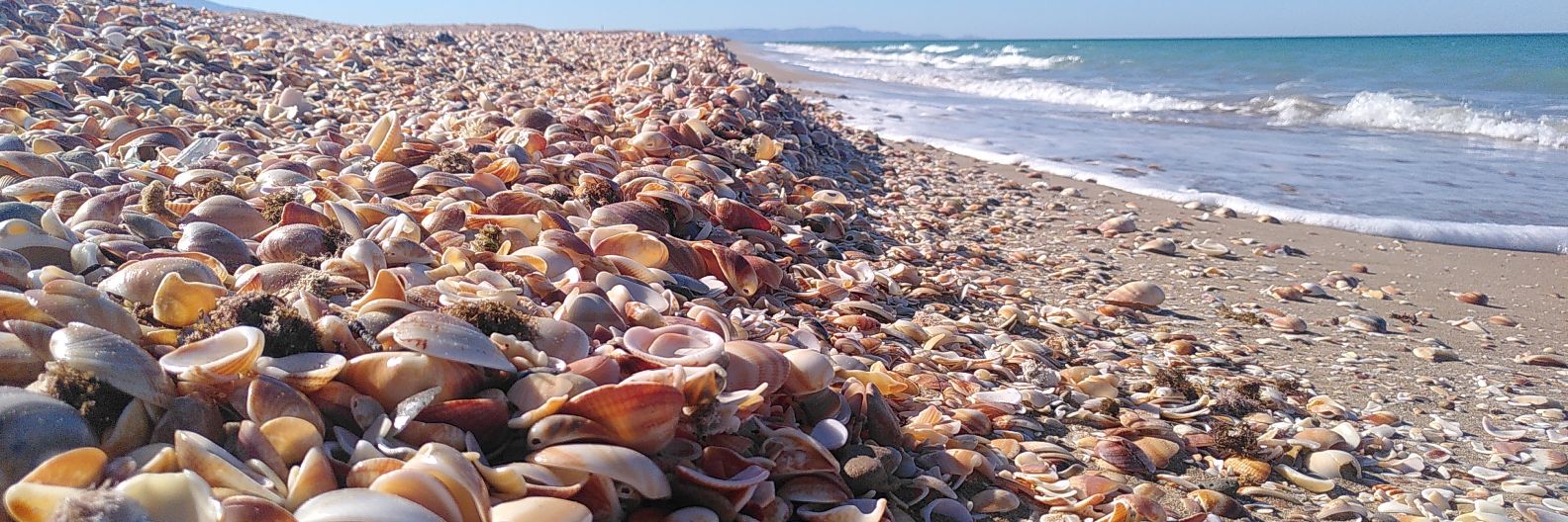 Bernat Ferrer banner