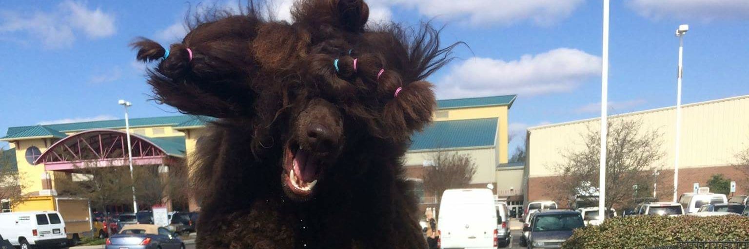 Suzan's Gang of 🐩🐩 banner