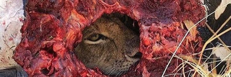 EJEscoto's profile banner image