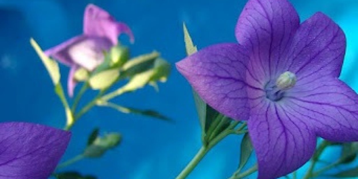 cgluque's profile banner image